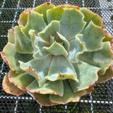 Echeveria 'Dot Butterfly' 圆点蝴蝶 -- JCC Succulent Plants