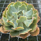 Echeveria 'Dot Butterfly' 圆点蝴蝶 -- JCC Succulent Plants