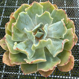 Echeveria 'Dot Butterfly' 圆点蝴蝶 -- JCC Succulent Plants