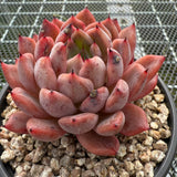 Echeveria 'Black Knight' 黑骑士-- JCC Succulent Plants