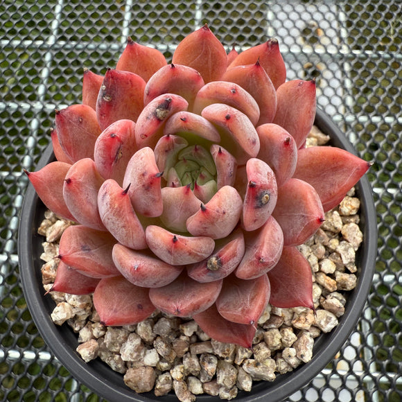 Echeveria 'Black Knight' 黑骑士-- JCC Succulent Plants