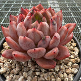 Echeveria 'Black Knight' 黑骑士-- JCC Succulent Plants