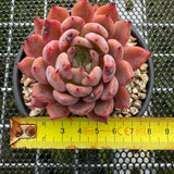 Echeveria 'Black Knight' 黑骑士-- JCC Succulent Plants