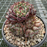 Echeveria 'Black Minima' 黑姬莲 -- JCC Succulent Plants