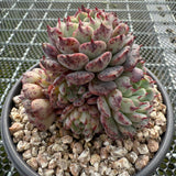 Echeveria 'Black Minima' 黑姬莲 -- JCC Succulent Plants