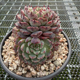 Echeveria 'Black Minima' 黑姬莲 -- JCC Succulent Plants