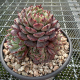 Echeveria 'Black Minima' 黑姬莲 -- JCC Succulent Plants