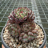 Echeveria 'Black Minima' 黑姬莲 -- JCC Succulent Plants