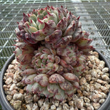 Echeveria 'Black Minima' 黑姬莲 -- JCC Succulent Plants