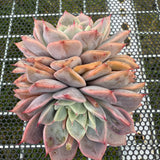 Echeveria 'Pink Beach' 粉色沙滩 -- JCC Succulent Plants