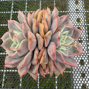 Echeveria 'Pink Beach' 粉色沙滩 -- JCC Succulent Plants