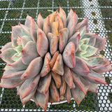 Echeveria 'Pink Beach' 粉色沙滩 -- JCC Succulent Plants