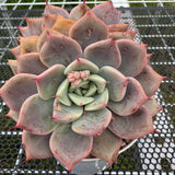 Echeveria 'Pink Beach' 粉色沙滩 -- JCC Succulent Plants