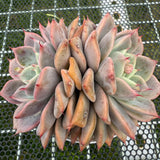 Echeveria 'Pink Beach' 粉色沙滩 -- JCC Succulent Plants