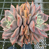 Echeveria 'Pink Beach' 粉色沙滩 -- JCC Succulent Plants