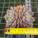 Echeveria 'Pink Beach' 粉色沙滩 -- JCC Succulent Plants