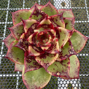 Echeveria 'Bloody Sero' 血斑赛罗 -- JCC Succulent Plants