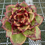 Echeveria 'Bloody Sero' 血斑赛罗 -- JCC Succulent Plants