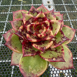 Echeveria 'Bloody Sero' 血斑赛罗 -- JCC Succulent Plants