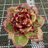 Echeveria 'Bloody Sero' 血斑赛罗 -- JCC Succulent Plants