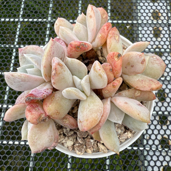 Echeveria 'Exotic' 雪特 -- JCC Succulent Plants