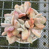 Echeveria 'Exotic' 雪特 -- JCC Succulent Plants