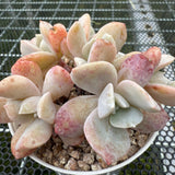 Echeveria 'Exotic' 雪特 -- JCC Succulent Plants