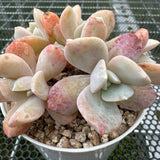 Echeveria 'Exotic' 雪特 -- JCC Succulent Plants