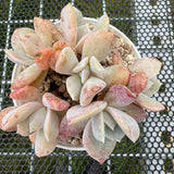 Echeveria 'Exotic' 雪特 -- JCC Succulent Plants