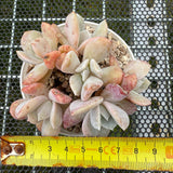 Echeveria 'Exotic' 雪特 -- JCC Succulent Plants