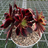 Aeonium 'Oujia Li' Variegated 欧佳丽法师 -- JCC Succulent Plants