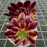 Aeonium 'Oujia Li' Variegated 欧佳丽法师 -- JCC Succulent Plants