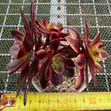 Aeonium 'Oujia Li' Variegated 欧佳丽法师 -- JCC Succulent Plants