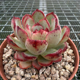 Echeveria 'Black Sword' 乌剑 -- JCC Succulent Plants