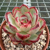 Echeveria 'Black Sword' 乌剑 -- JCC Succulent Plants