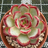 Echeveria 'Black Sword' 乌剑 -- JCC Succulent Plants