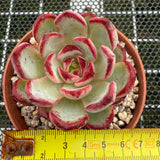 Echeveria 'Black Sword' 乌剑 -- JCC Succulent Plants