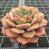 Echeveria 'Colorful Tea' 彩茶 -- JCC Succulent Plants