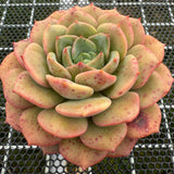 Echeveria 'Colorful Tea' 彩茶 -- JCC Succulent Plants