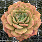 Echeveria 'Colorful Tea' 彩茶 -- JCC Succulent Plants