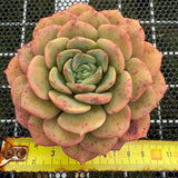 Echeveria 'Colorful Tea' 彩茶 -- JCC Succulent Plants