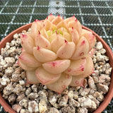 Echeveria 'Ice Malgan' 冰麦秆 -- JCC Succulent Plants