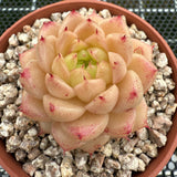 Echeveria 'Ice Malgan' 冰麦秆 -- JCC Succulent Plants