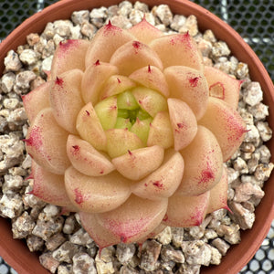 Echeveria 'Ice Malgan' 冰麦秆 -- JCC Succulent Plants