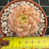 Echeveria 'Ice Malgan' 冰麦秆 -- JCC Succulent Plants