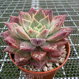 Echeveria 'Nebula' 星云 -- JCC Succulent Plants