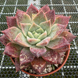 Echeveria 'Nebula' 星云 -- JCC Succulent Plants