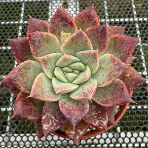 Echeveria 'Nebula' 星云 -- JCC Succulent Plants