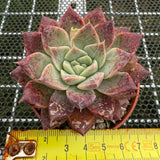 Echeveria 'Nebula' 星云 -- JCC Succulent Plants