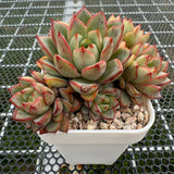 Echeveria 'Red Line Gemstone' 红边宝石 -- JCC Succulent Plants